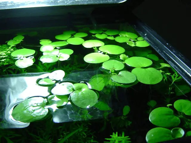 Salvinia Minima Vs Frogbit: Which one to pick? - Home Forestry