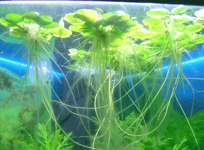 Frogbit covered tank 