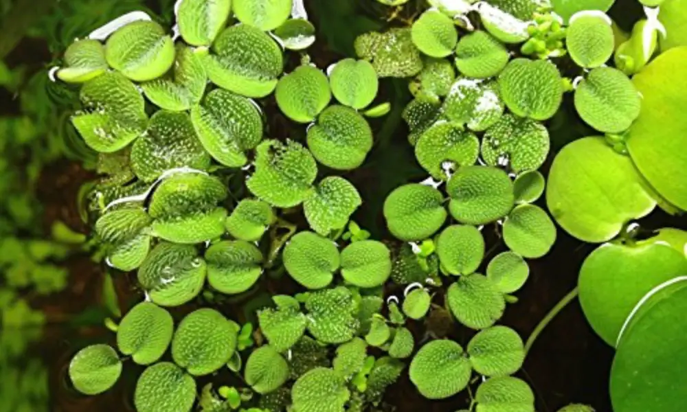 floating plants 