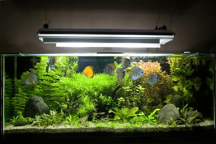 20 gallon planted tank lighting