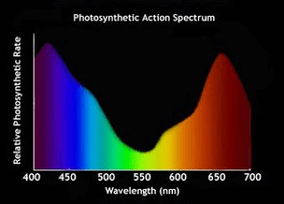 Photosynthetic Action Spectrum