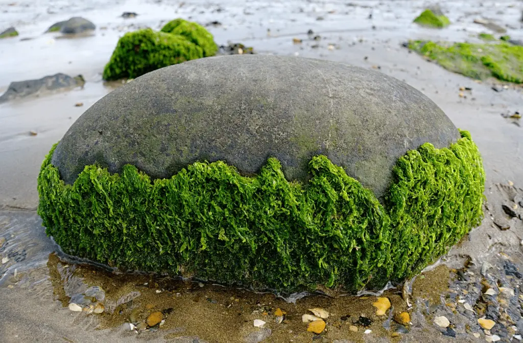 Algae on rocks