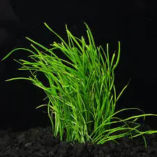 micro sword plant