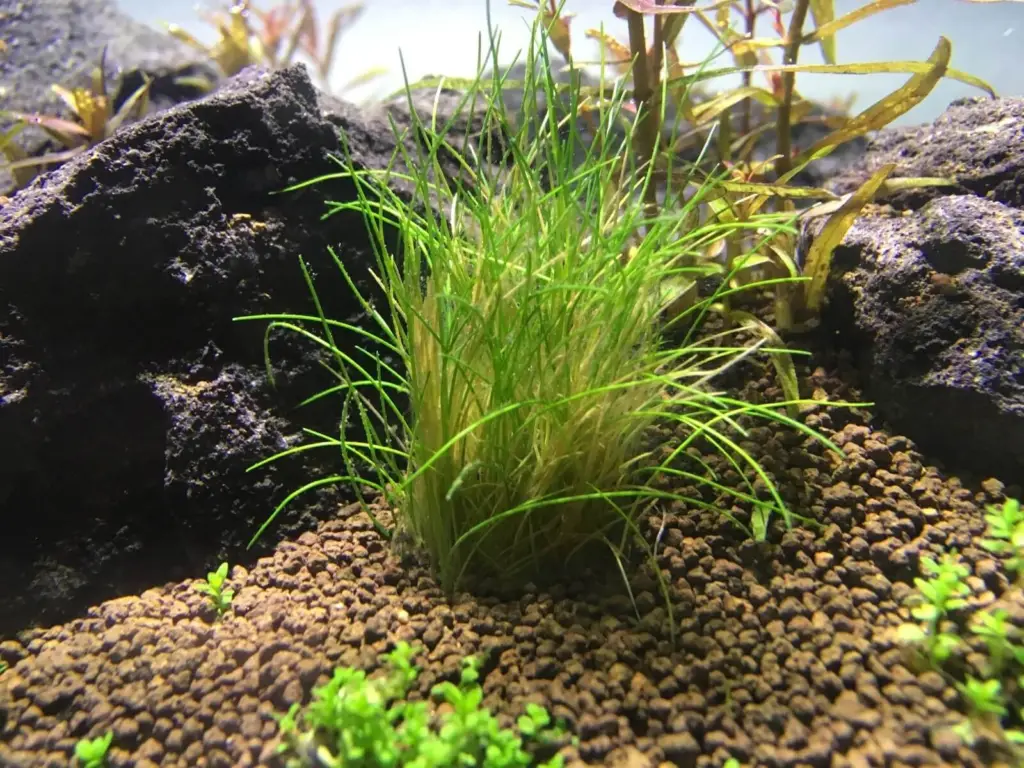 dwarf hairgrass melting