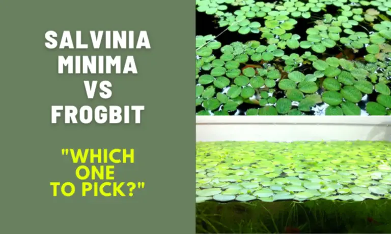 Salvinia Minima Vs Frogbit: Which one to pick? - Home Forestry