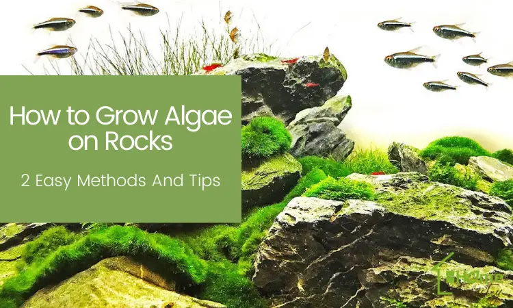 How to Grow Algae on Rocks