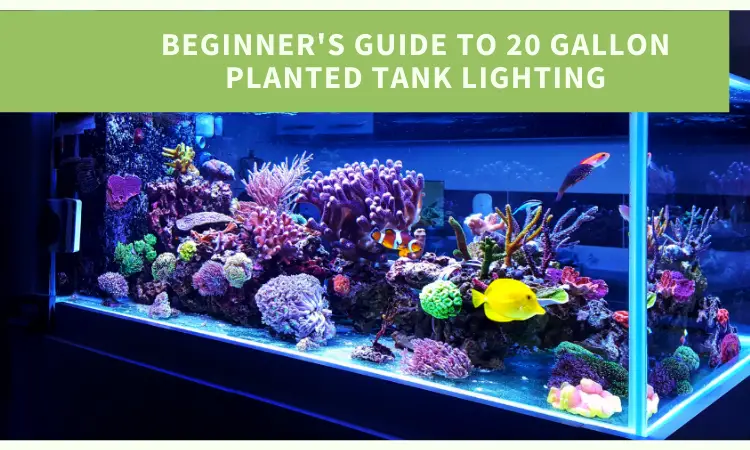 Beginner's Guide to 20 Gallon Planted Tank Lighting