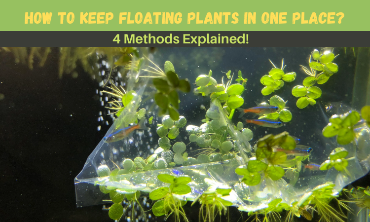 How to Keep Floating Plants in One Place?
