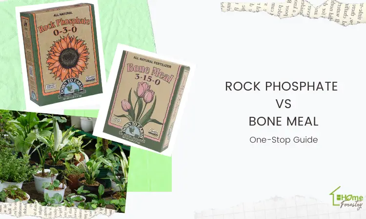 Rock Phosphate Vs Bone Meal