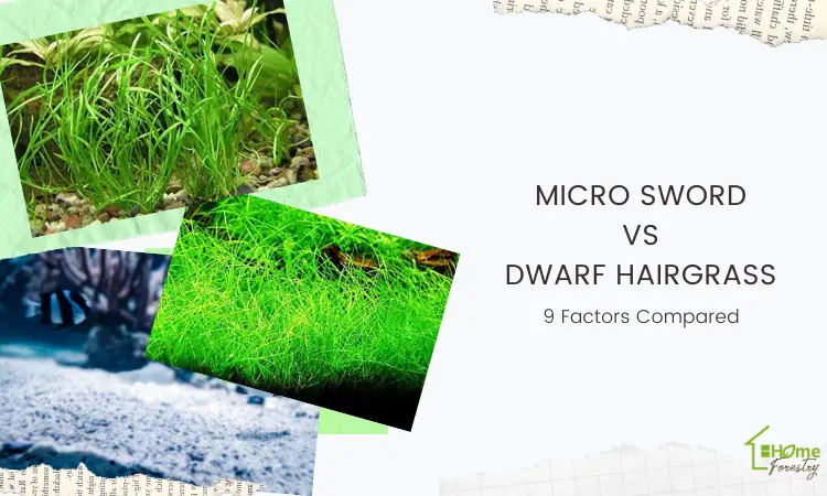 Micro Sword vs Dwarf Hairgrass