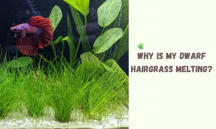 Why is My Dwarf Hairgrass Melting