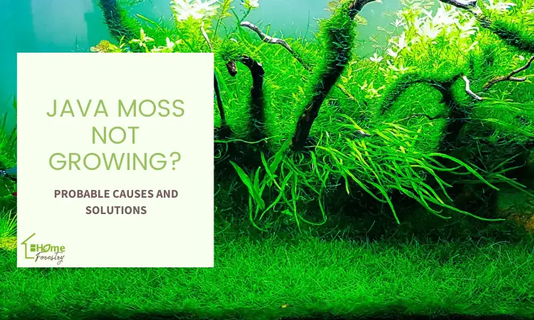 Java Moss Not Growing