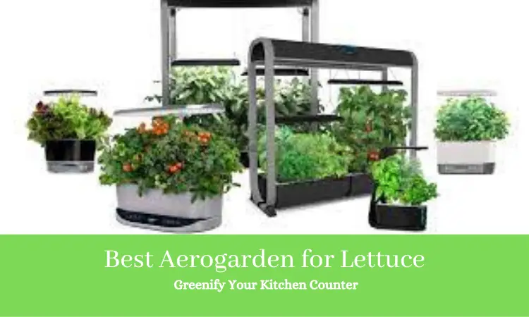 Best Aerogarden for Lettuce