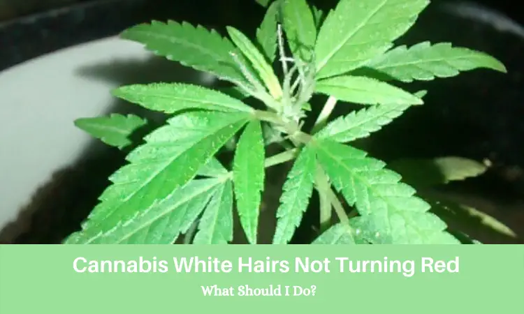 Cannabis White Hairs Not Turning Red