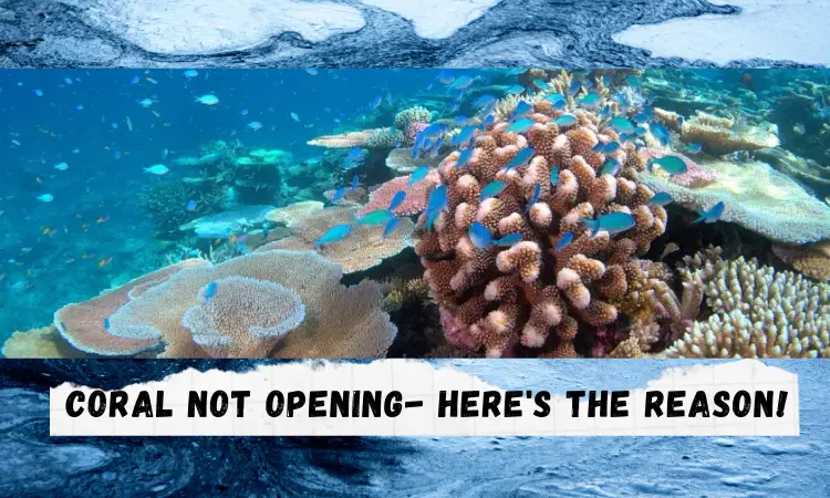 Coral Not Opening
