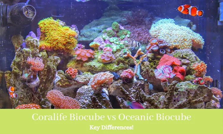 Coralife Biocube vs Oceanic Biocube