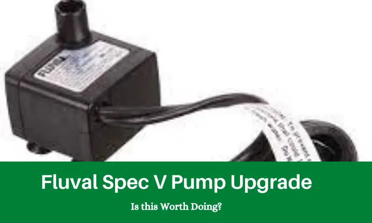 Fluval Spec V Pump Upgrade