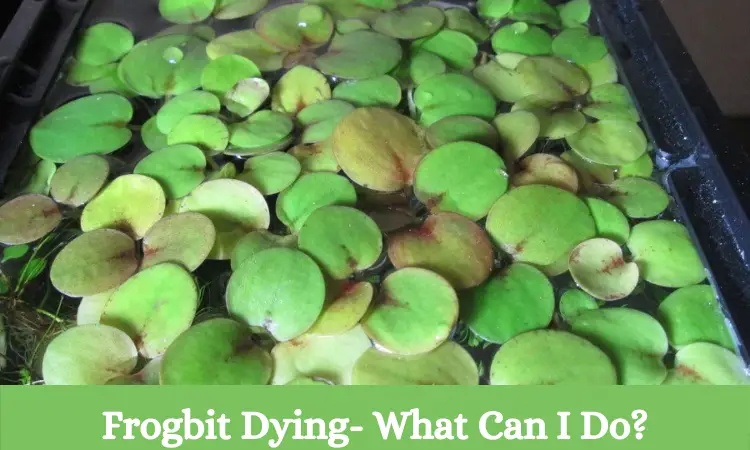 Frogbit Dying- What Can I Do