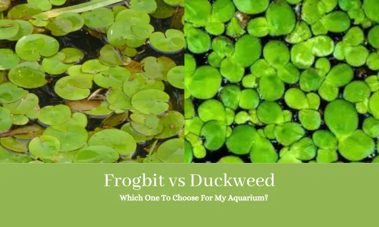 Frogbit vs Duckweed: Which One To Choose For My Aquarium?