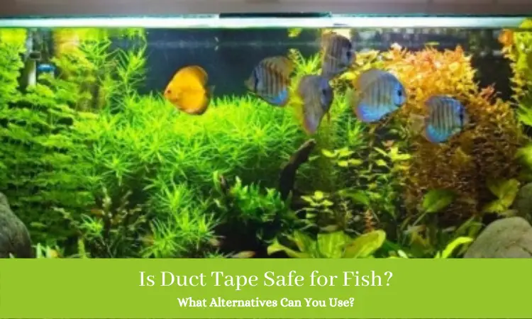 Is Duct Tape Safe for Fish (1)