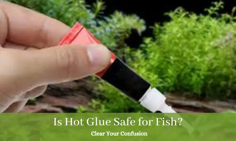 hot glue in aquarium