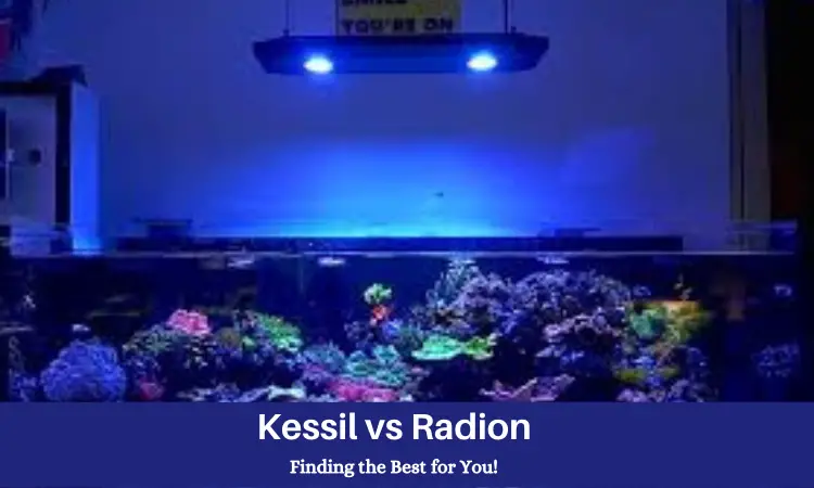 Kessil vs Radion Finding the Best for You!