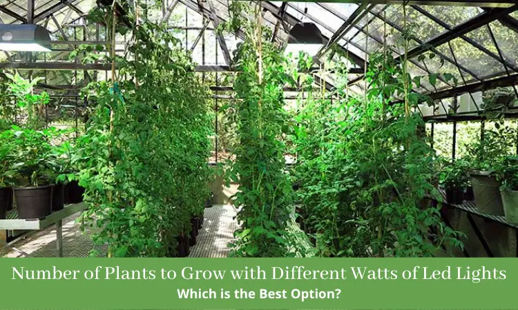 Number of Plants to Grow with Different Watts of Led Lights