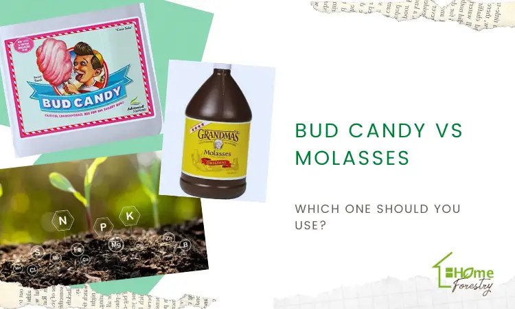 Bud Candy vs Molasses