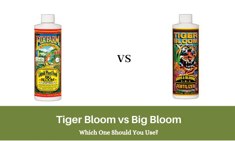 Tiger Bloom vs Big Bloom Which One Should You Use