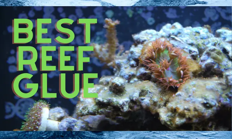 best reef glue