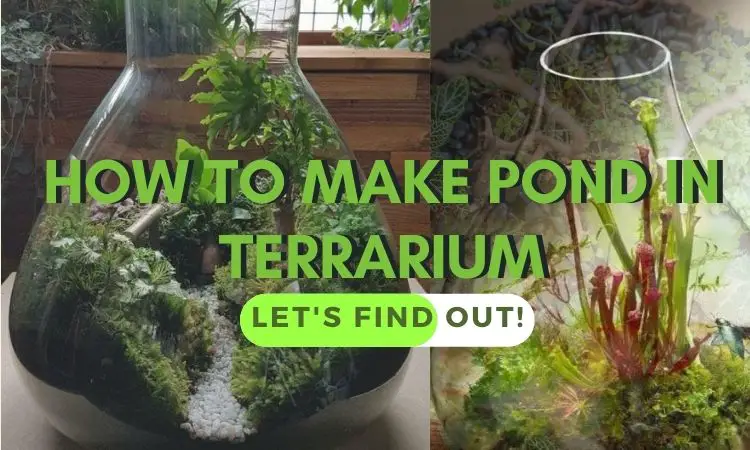 how to make pond in terrarium