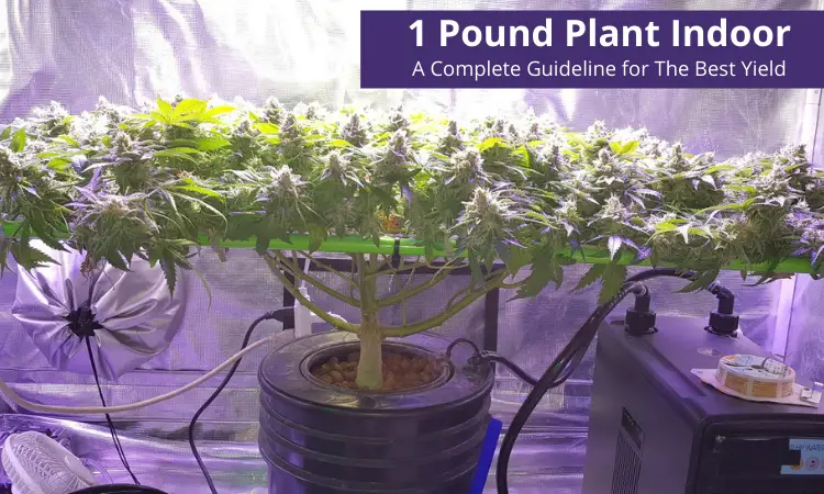 1 Pound Plant Indoor