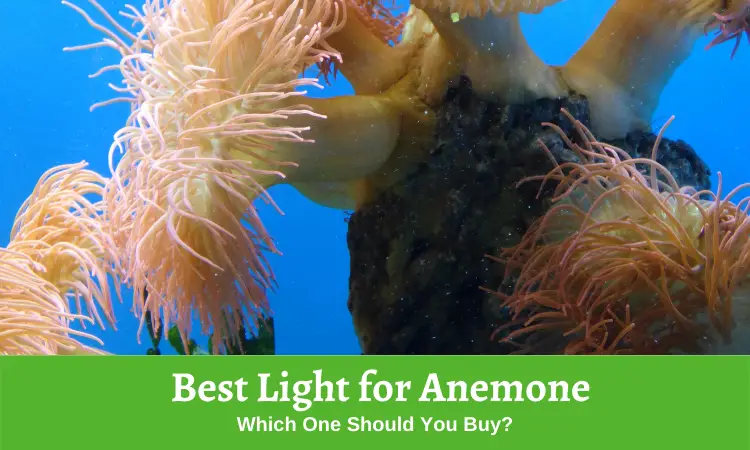 Best Light for Anemone