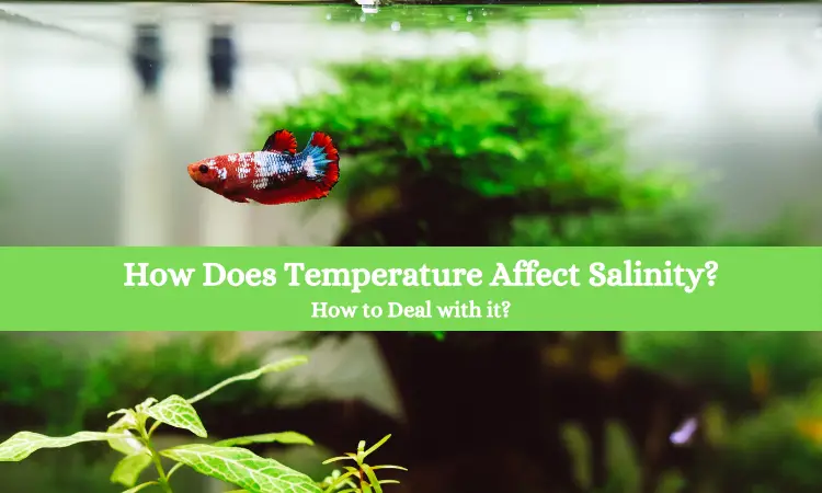 How Does Temperature Affect Salinity