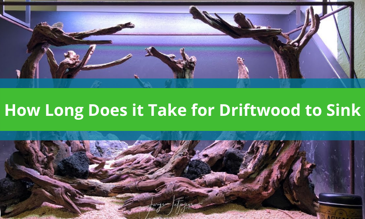 How Long Does it Take for Driftwood to Sink