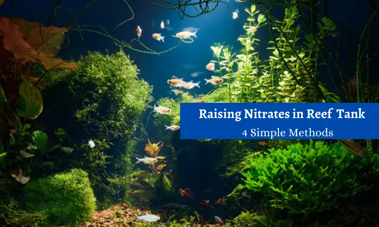 Raising Nitrates in Reef Tank